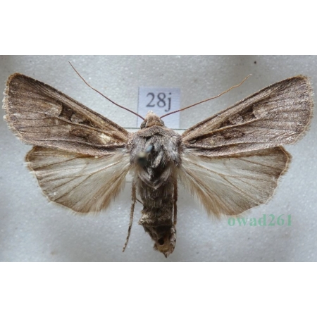 Euxoa obelisca (Denis & Schiffermüller, 1775) Czech28j